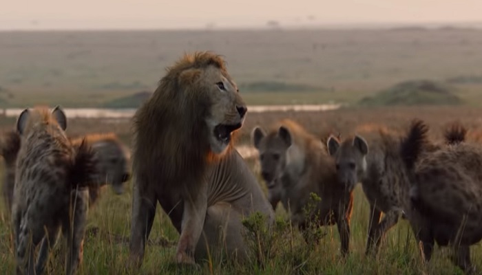 Mobbing spiegato da leoni e iene: continui attacchi e versi stressanti. Video