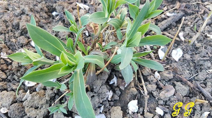 Silene vulgaris: l’erba selvatica emolliente al sapore di piselli