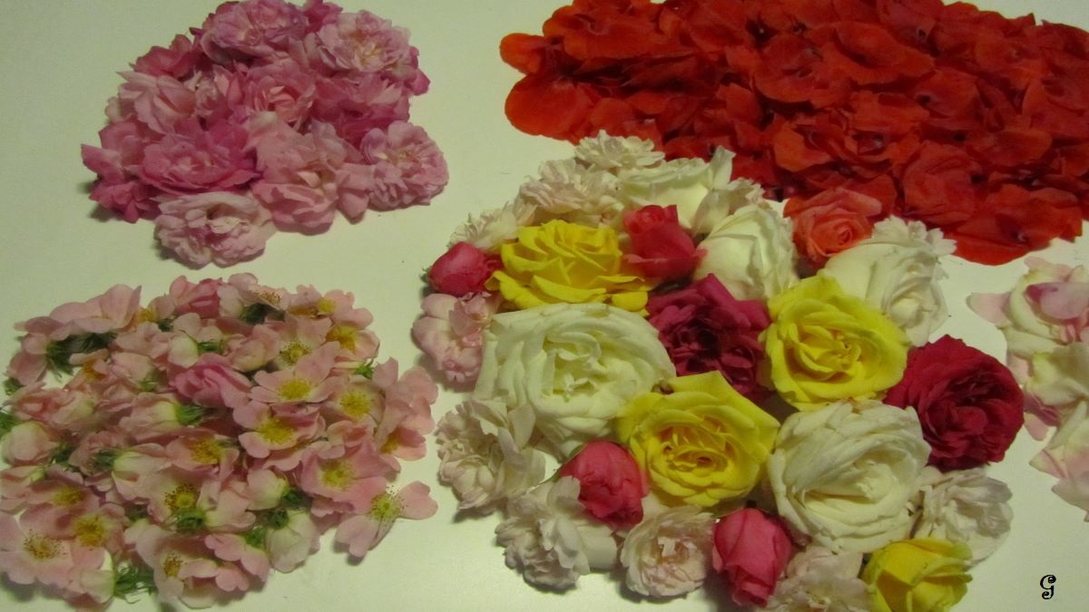 Il potere dei petali di rosa: ecco 10 modi per utilizzarli, anche sulle ferite