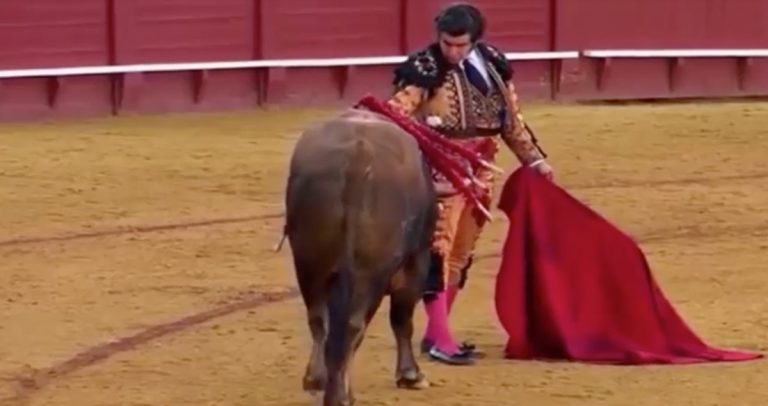 Spagna insorge contro il torero che ha asciugato le lacrime del toro – Video