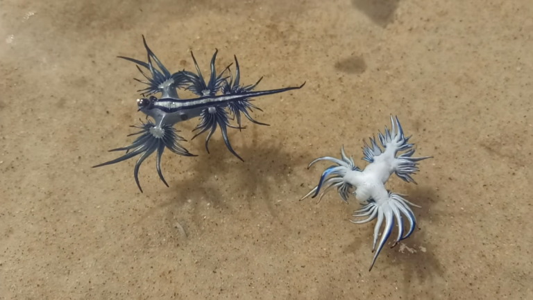 Drago blu, filmato il rarissimo animale velenoso: ecco come gioca in acqua