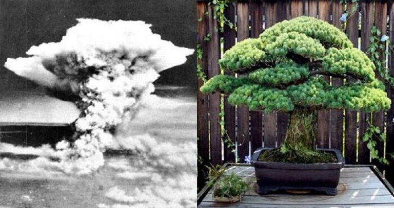 Ritrovato dopo decenni il sopravvissuto alla bomba atomica di Hiroshima