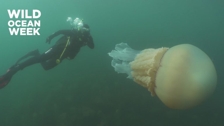 Polmone di mare: filmata medusa gigante che a volte naviga nei nostri mari