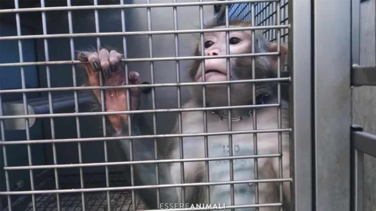 Sperimentazione animale eliminata: ecco tutte le “cavie” che saranno salve