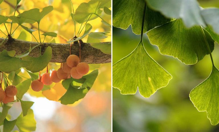 Ginkgo biloba, l’albero che aiuta la memoria: proprietà e controindicazioni