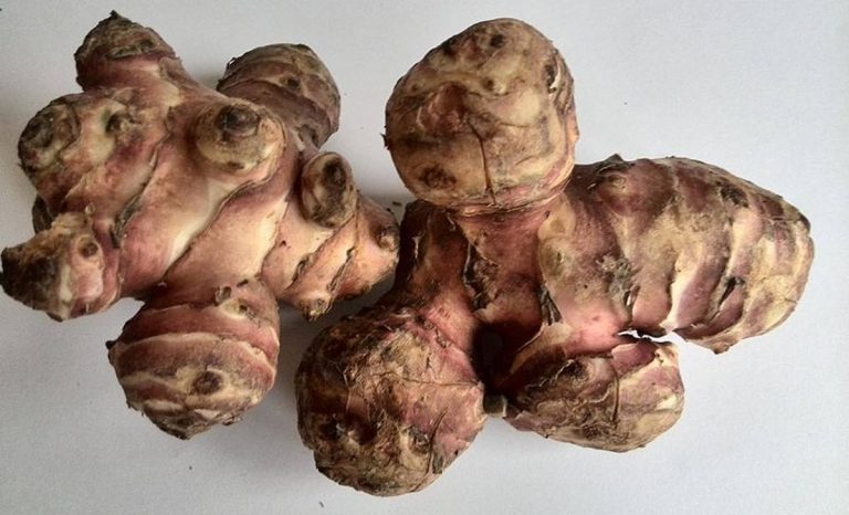 Topinambur: il vecchio sostituto della patata oggi è il tubero della salute