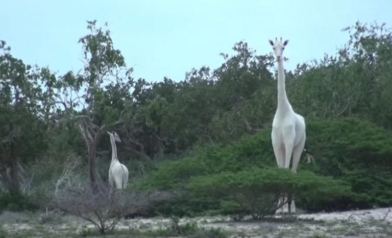 Giraffa bianca: uccisa l’ultima femmina al mondo, il cucciolo muore di fame
