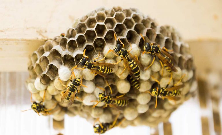 Api e vespe: ecco i metodi infallibili e profumati per tenerle lontane