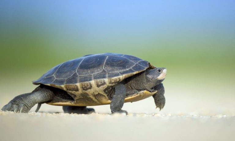 Mangiano carne di tartaruga velenosa: 7 morti, anche un bimbo di 3 anni
